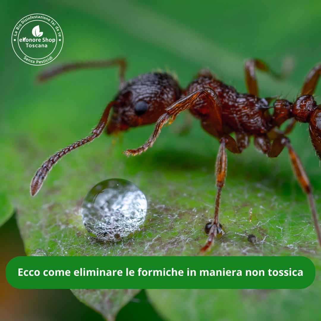 Skuld | Gel abbattente Formiche non tossico