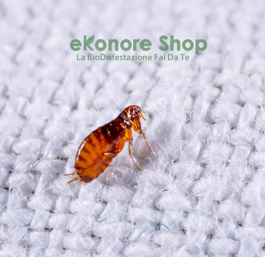 Insetticida anti pulci per la casa