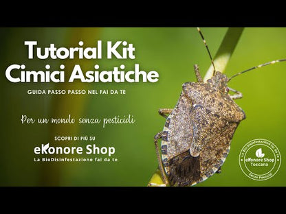 Kit Disinfestazione Cimici Asiatiche | Cimex